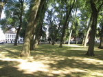 SX30016 Slanted trees in Begijnhof.jpg